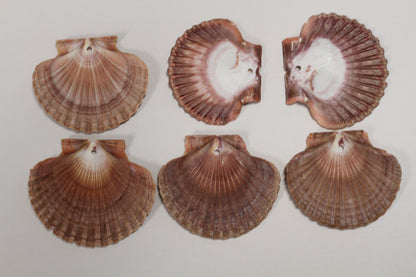 20-MEXICAN FLATS,Drilled Seashells,Decoupage Crafts,Jewelry Supply,Beach Art,Gifts,SS-182
