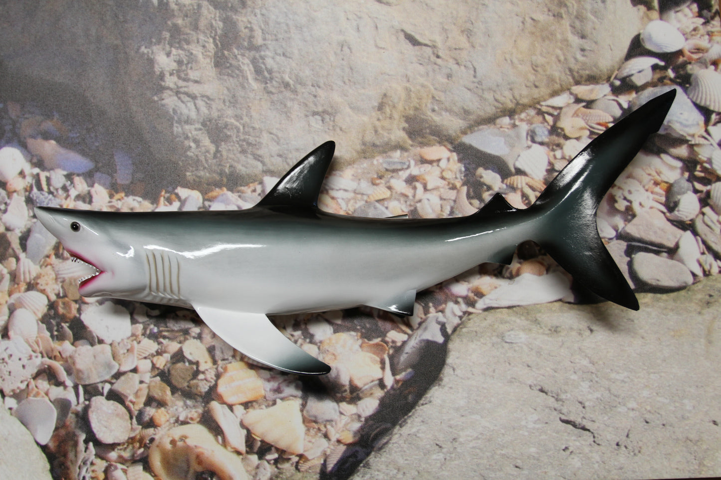 1- GREAT WHITE SHARK Replice,3D Species Correct 18" Shark Wall Hanging,All Occasion Gifts, SH-02