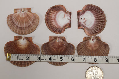 20-MEXICAN FLATS,Drilled Seashells,Decoupage Crafts,Jewelry Supply,Beach Art,Gifts,SS-182