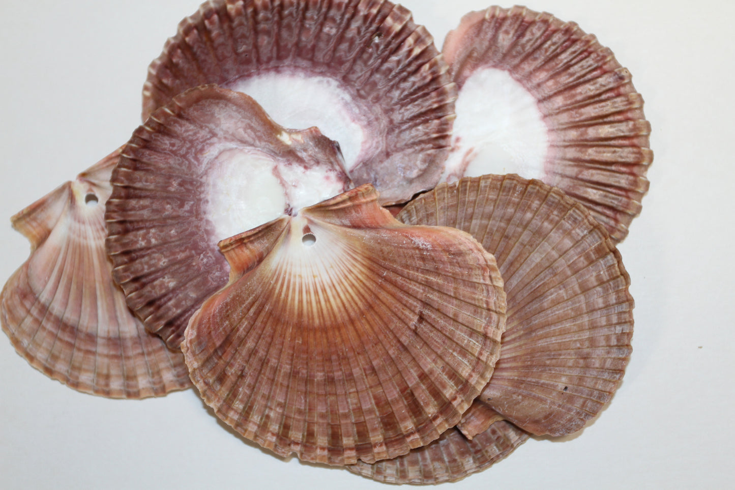 20-MEXICAN FLATS,Drilled Seashells,Decoupage Crafts,Jewelry Supply,Beach Art,Gifts,SS-182