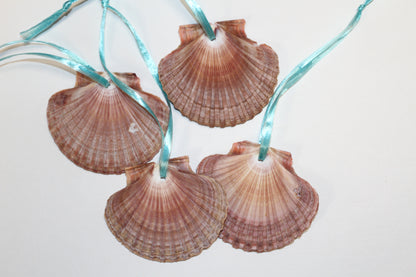 20-MEXICAN FLATS,Drilled Seashells,Decoupage Crafts,Jewelry Supply,Beach Art,Gifts,SS-182