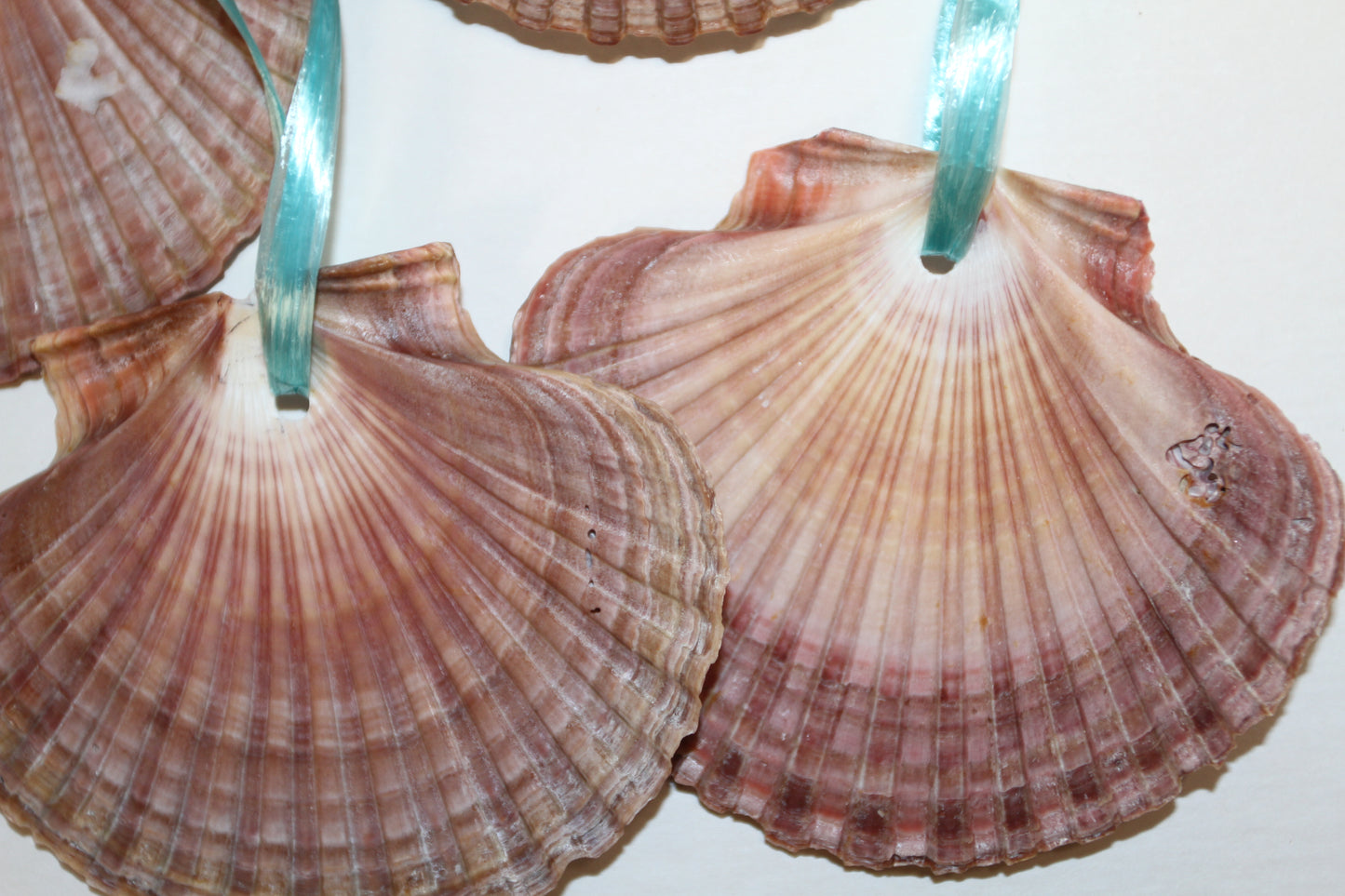 20-MEXICAN FLATS,Drilled Seashells,Decoupage Crafts,Jewelry Supply,Beach Art,Gifts,SS-182