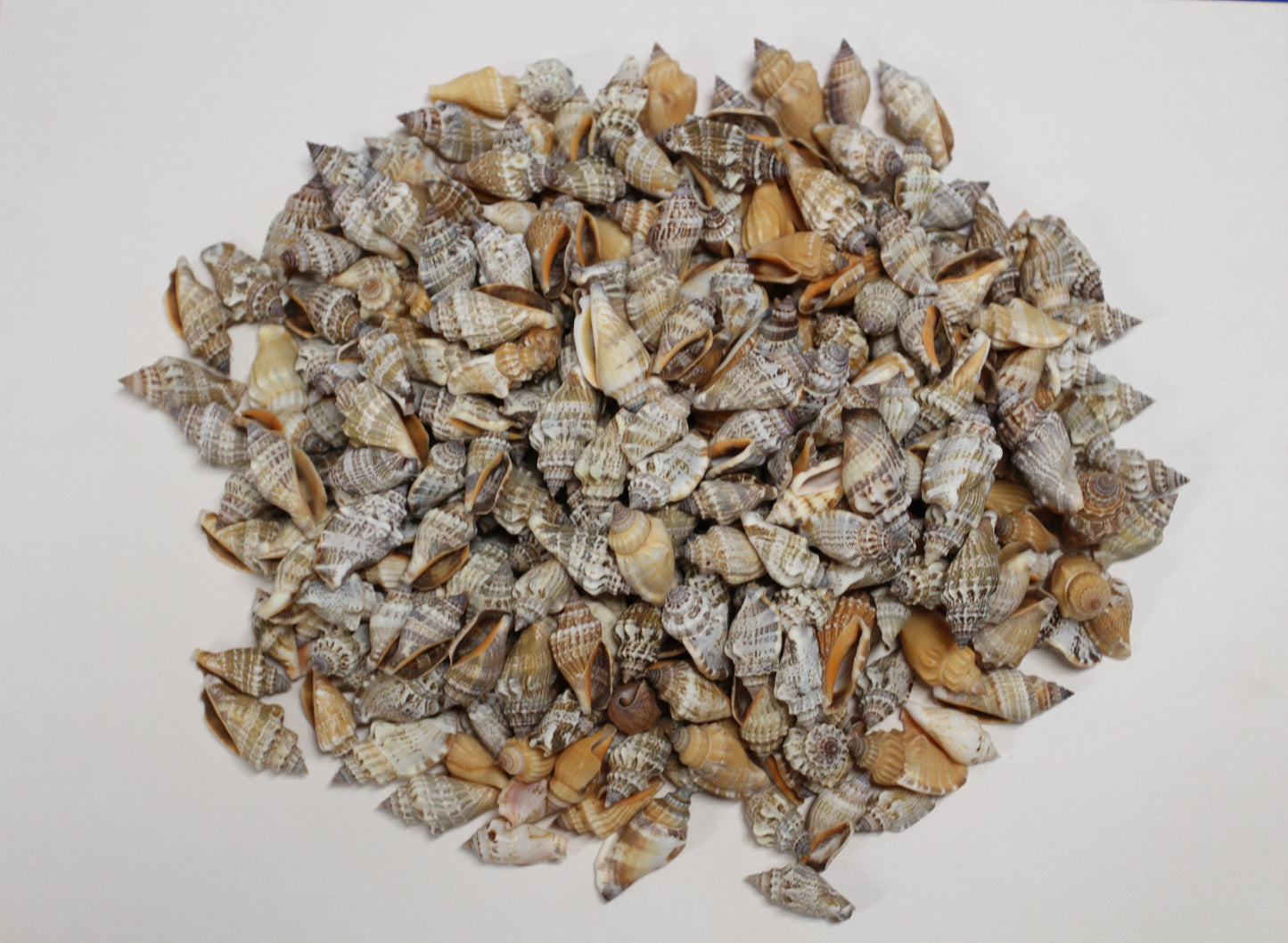 1 Pound, Strombus Urceus Seashells,Mosaic Supply,Beach Decor,Sailors Valentines,Beach Art,Gifts,SS-183
