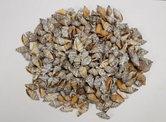 1 Pound, Strombus Urceus Seashells,Mosaic Supply,Beach Decor,Sailors Valentines,Beach Art,Gifts,SS-183