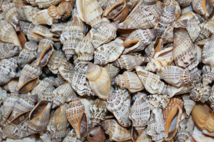 1 Pound, Strombus Urceus Seashells,Mosaic Supply,Beach Decor,Sailors Valentines,Beach Art,Gifts,SS-183