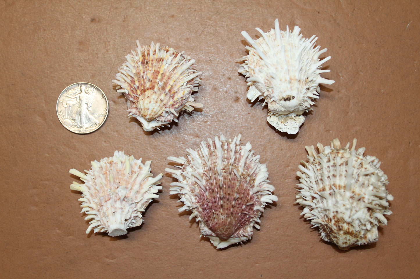 5-ASSORTED PAIRS,SPONDYLUS SEASHELLS,Beach Decor,All Occasion Gift,Wedding Supply,Table Decor,Shells With Spines SS-519