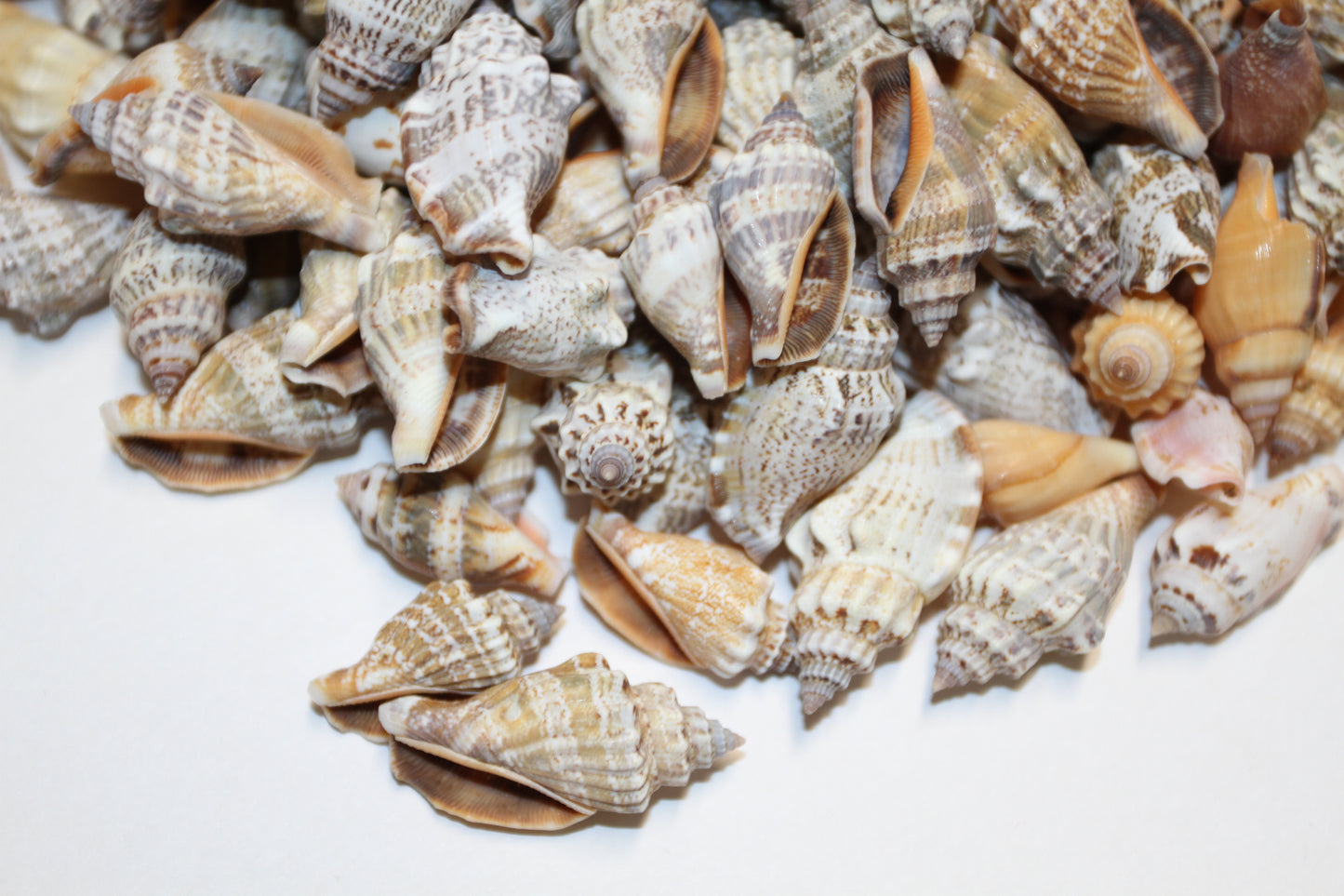 1 Pound, Strombus Urceus Seashells,Mosaic Supply,Beach Decor,Sailors Valentines,Beach Art,Gifts,SS-183