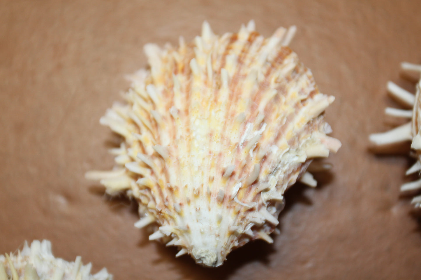 5-ASSORTED PAIRS,SPONDYLUS SEASHELLS,Beach Decor,All Occasion Gift,Wedding Supply,Table Decor,Shells With Spines SS-519