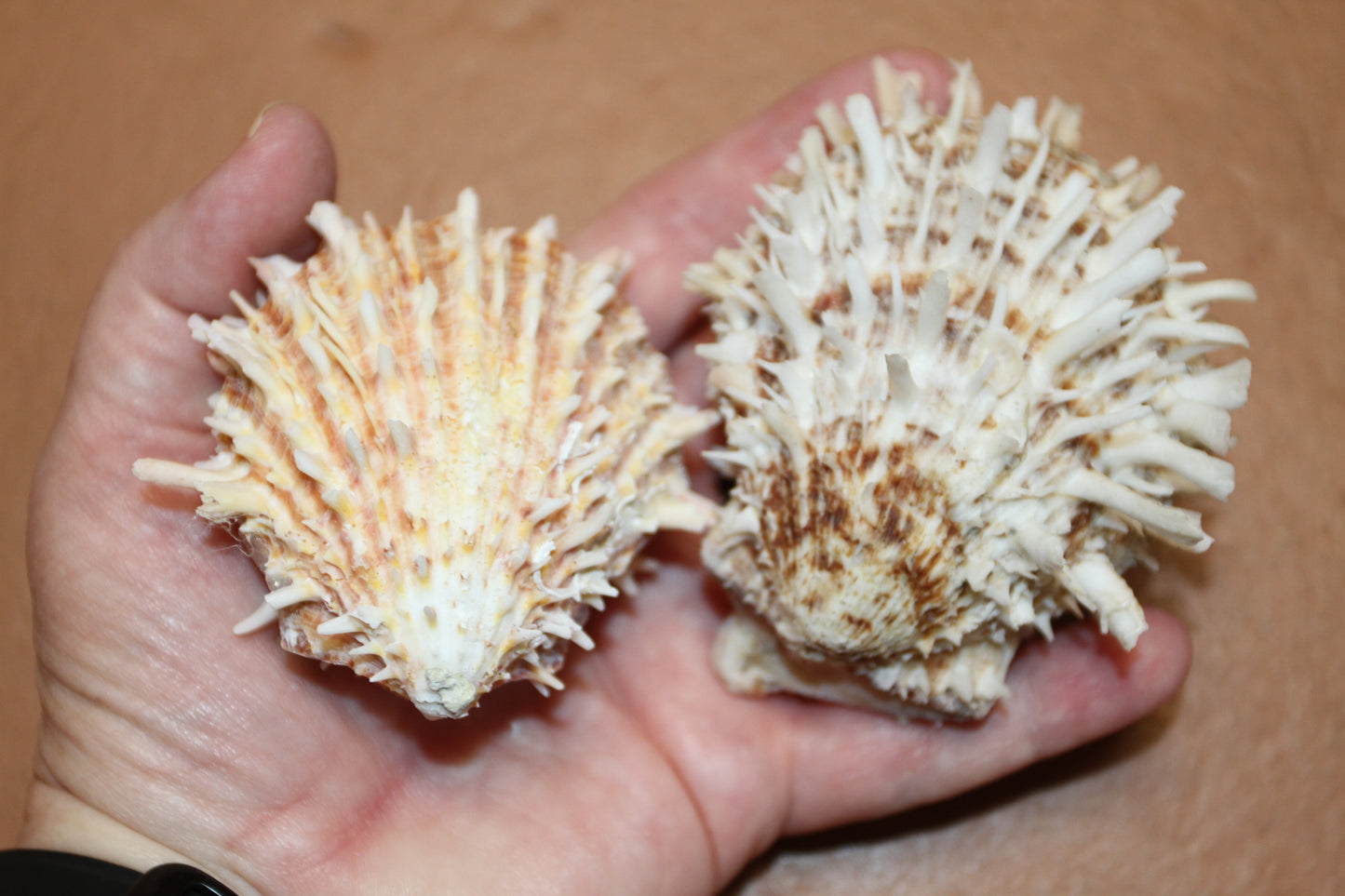 5-ASSORTED PAIRS,SPONDYLUS SEASHELLS,Beach Decor,All Occasion Gift,Wedding Supply,Table Decor,Shells With Spines SS-519