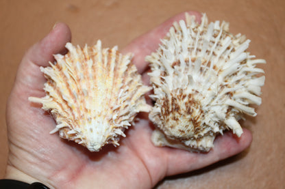 5-ASSORTED PAIRS,SPONDYLUS SEASHELLS,Beach Decor,All Occasion Gift,Wedding Supply,Table Decor,Shells With Spines SS-519