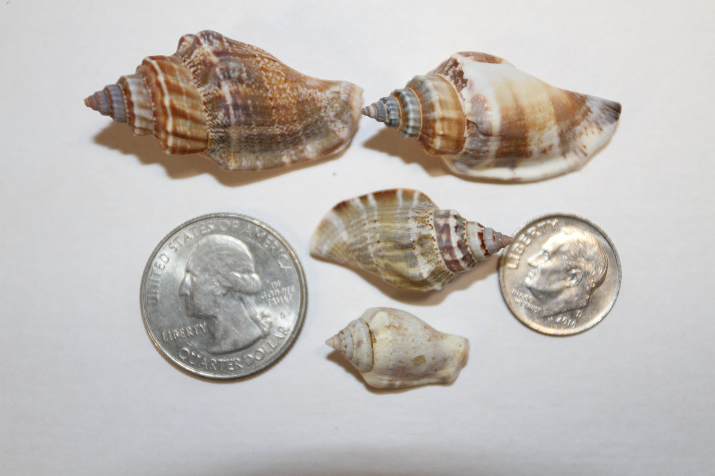 1 Pound, Strombus Urceus Seashells,Mosaic Supply,Beach Decor,Sailors Valentines,Beach Art,Gifts,SS-183