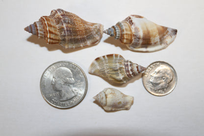 1 Pound, Strombus Urceus Seashells,Mosaic Supply,Beach Decor,Sailors Valentines,Beach Art,Gifts,SS-183