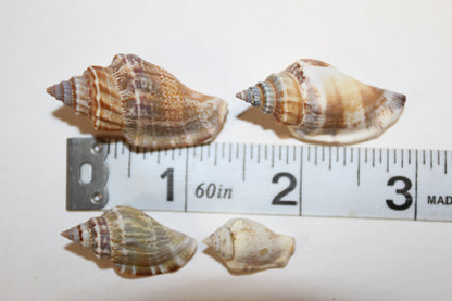 1 Pound, Strombus Urceus Seashells,Mosaic Supply,Beach Decor,Sailors Valentines,Beach Art,Gifts,SS-183