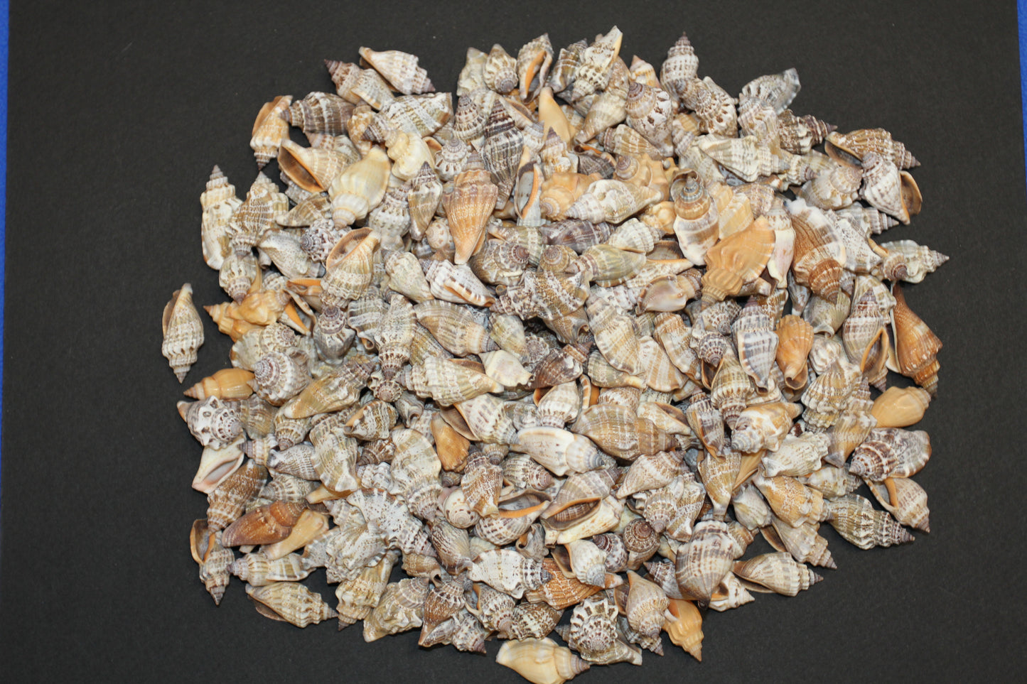 1 Pound, Strombus Urceus Seashells,Mosaic Supply,Beach Decor,Sailors Valentines,Beach Art,Gifts,SS-183