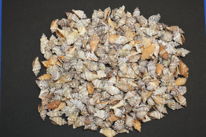 1 Pound, Strombus Urceus Seashells,Mosaic Supply,Beach Decor,Sailors Valentines,Beach Art,Gifts,SS-183