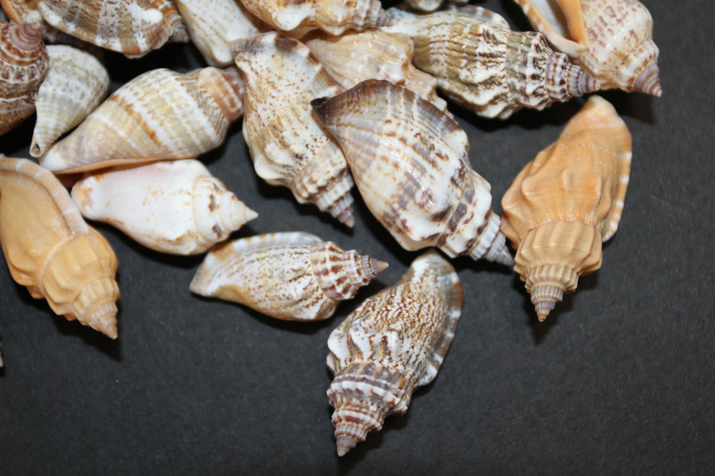 1 Pound, Strombus Urceus Seashells,Mosaic Supply,Beach Decor,Sailors Valentines,Beach Art,Gifts,SS-183