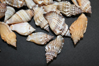 1 Pound, Strombus Urceus Seashells,Mosaic Supply,Beach Decor,Sailors Valentines,Beach Art,Gifts,SS-183