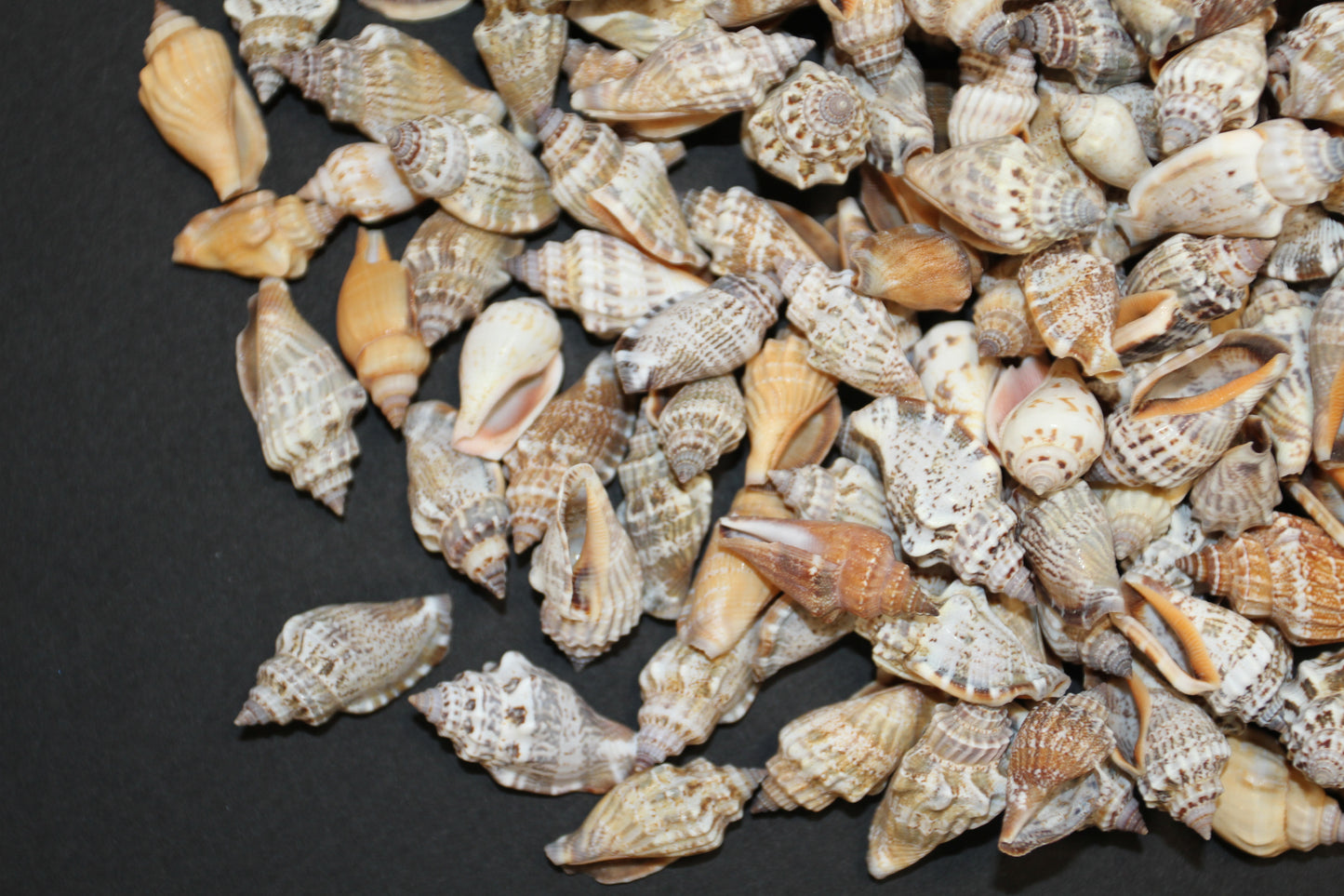 1 Pound, Strombus Urceus Seashells,Mosaic Supply,Beach Decor,Sailors Valentines,Beach Art,Gifts,SS-183