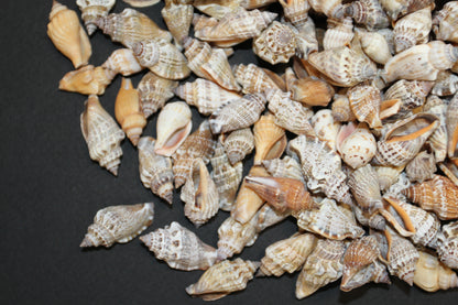 1 Pound, Strombus Urceus Seashells,Mosaic Supply,Beach Decor,Sailors Valentines,Beach Art,Gifts,SS-183