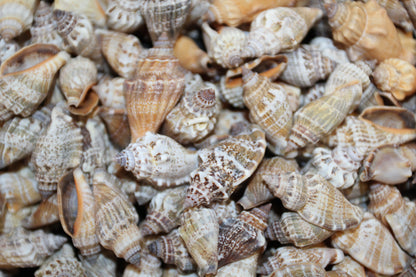 1 Pound, Strombus Urceus Seashells,Mosaic Supply,Beach Decor,Sailors Valentines,Beach Art,Gifts,SS-183