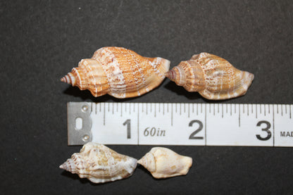 1 Pound, Strombus Urceus Seashells,Mosaic Supply,Beach Decor,Sailors Valentines,Beach Art,Gifts,SS-183