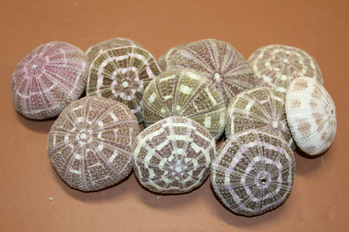 12-ALFONSO GATOR URCHINS,Air Plant Holder, Island Decor,Sailor Valentine,Beach Decor, SS-02
