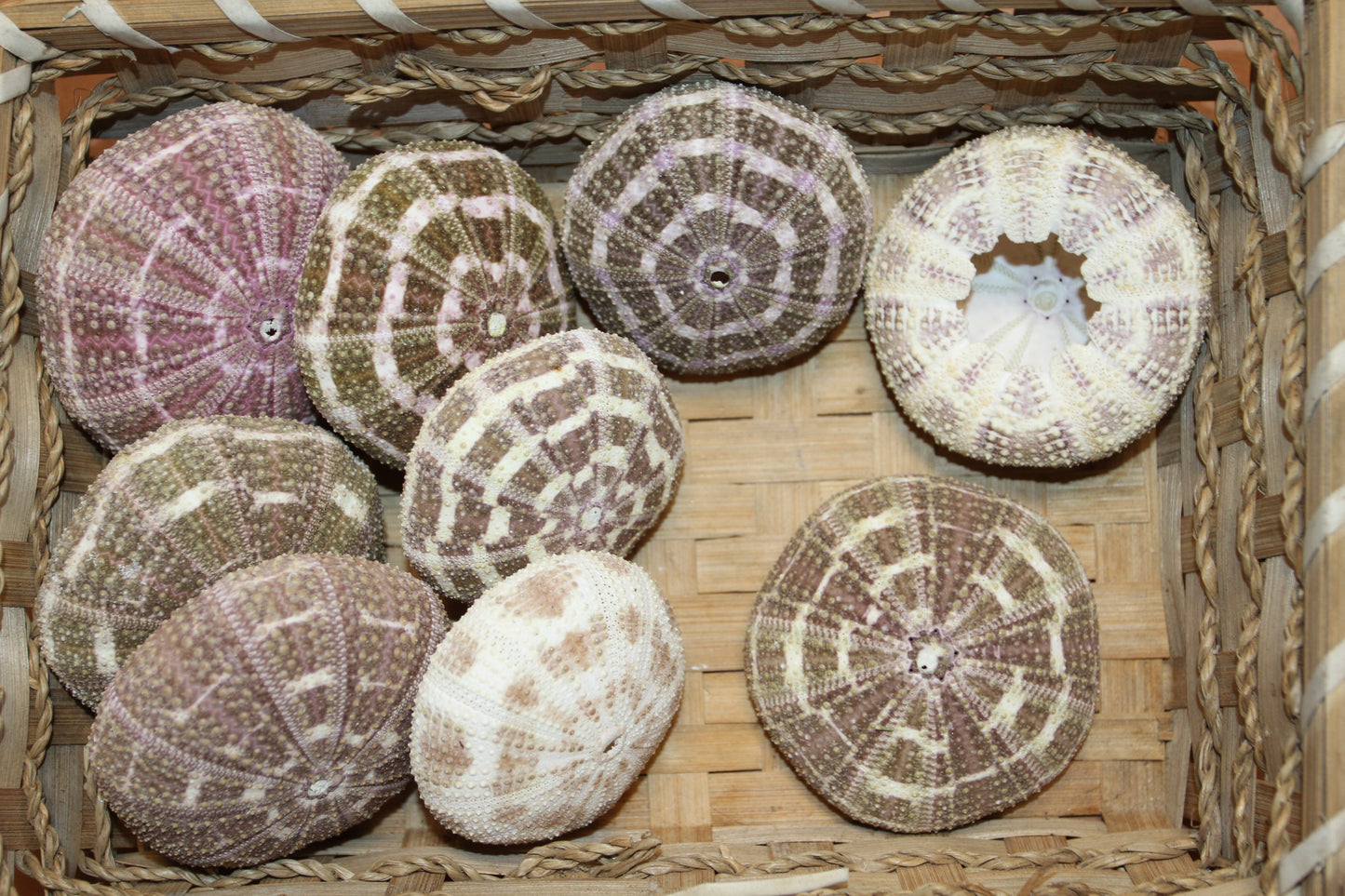 12-ALFONSO GATOR URCHINS,Air Plant Holder, Island Decor,Sailor Valentine,Beach Decor, SS-02