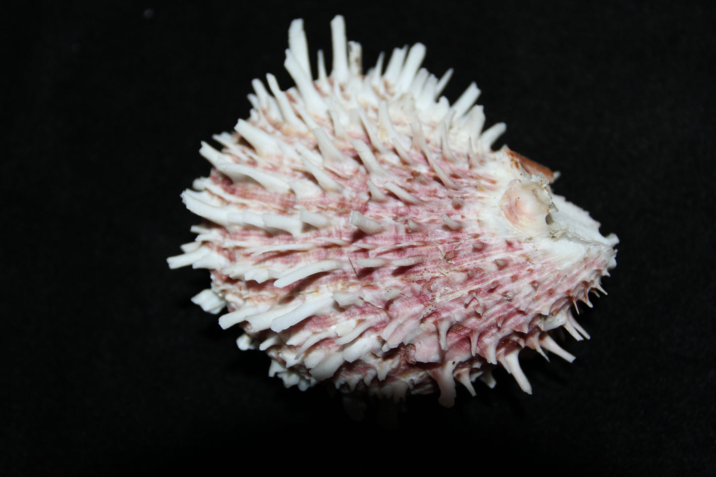 5-ASSORTED PAIRS,SPONDYLUS SEASHELLS,Beach Decor,All Occasion Gift,Wedding Supply,Table Decor,Shells With Spines SS-519