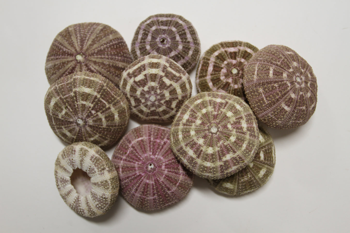 12-ALFONSO GATOR URCHINS,Air Plant Holder, Island Decor,Sailor Valentine,Beach Decor, SS-02