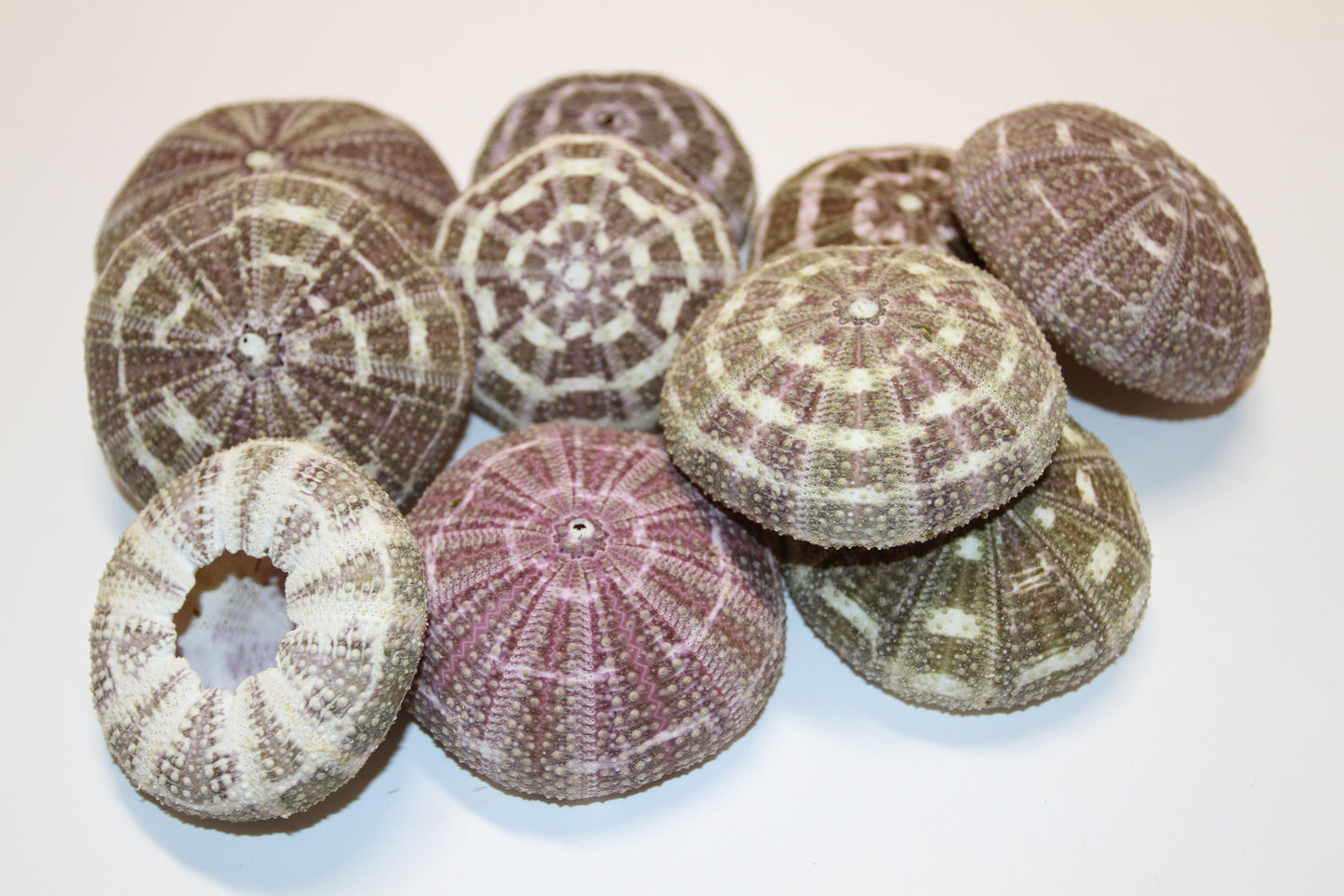 12-ALFONSO GATOR URCHINS,Air Plant Holder, Island Decor,Sailor Valentine,Beach Decor, SS-02