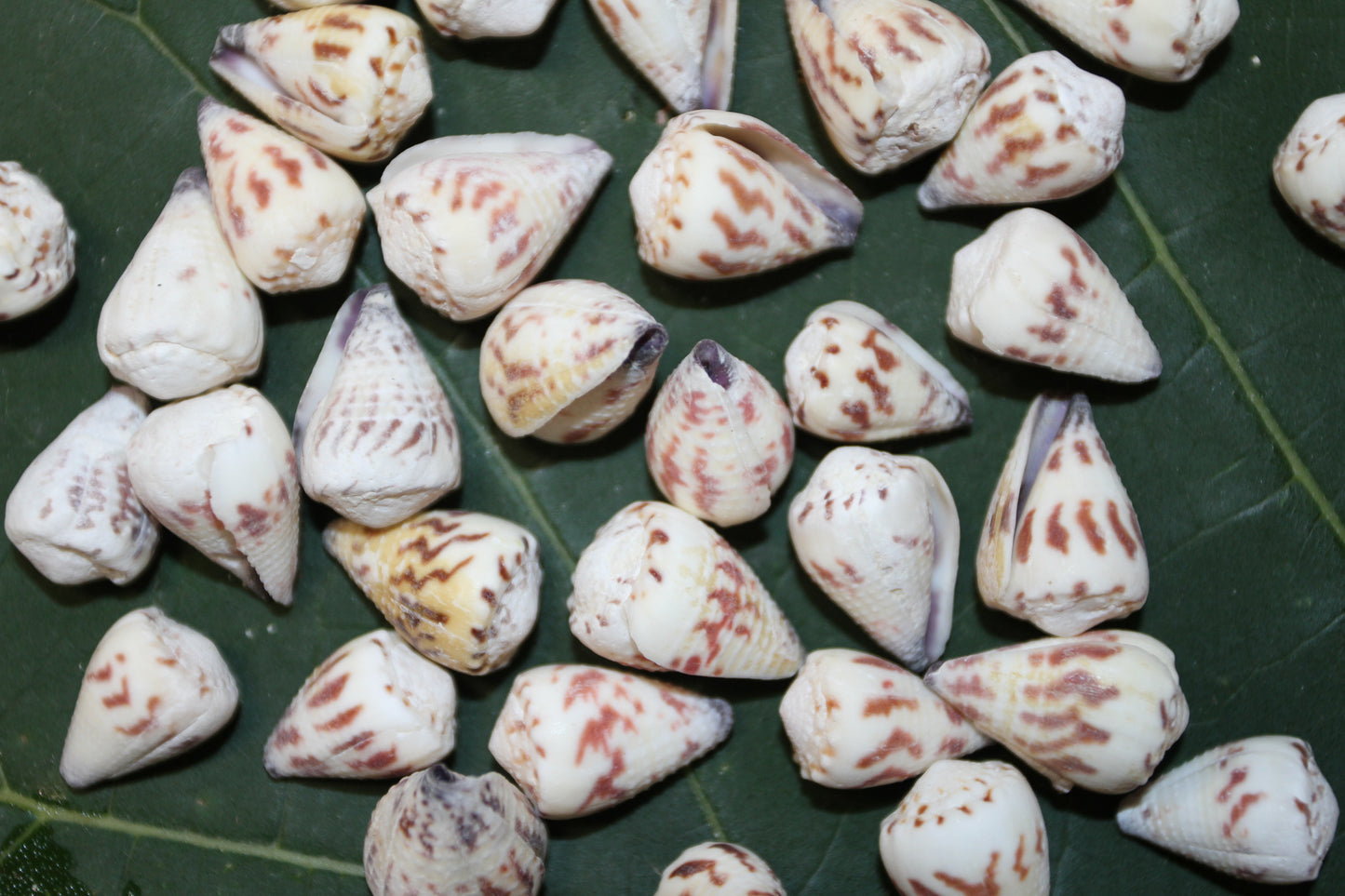 100- TINY CONUS SPONSALIS SEASHELLS,Cone Seashells,Sailors Valentines,Beach Decor,Custom Seashell Jewelry Supply,SS-05