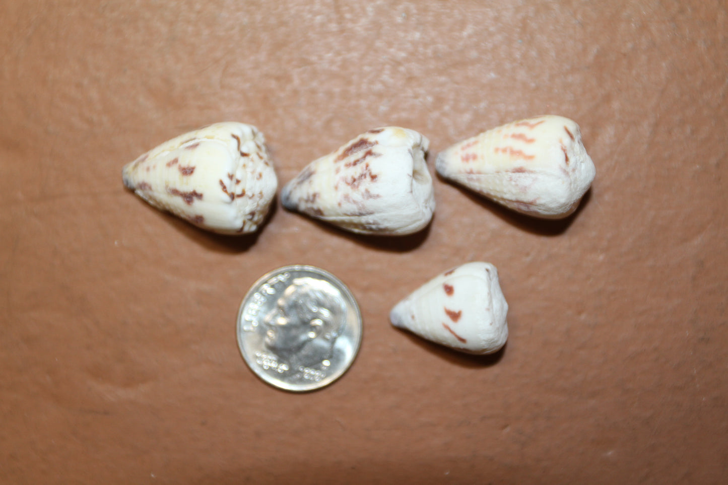 100- TINY CONUS SPONSALIS SEASHELLS,Cone Seashells,Sailors Valentines,Beach Decor,Custom Seashell Jewelry Supply,SS-05