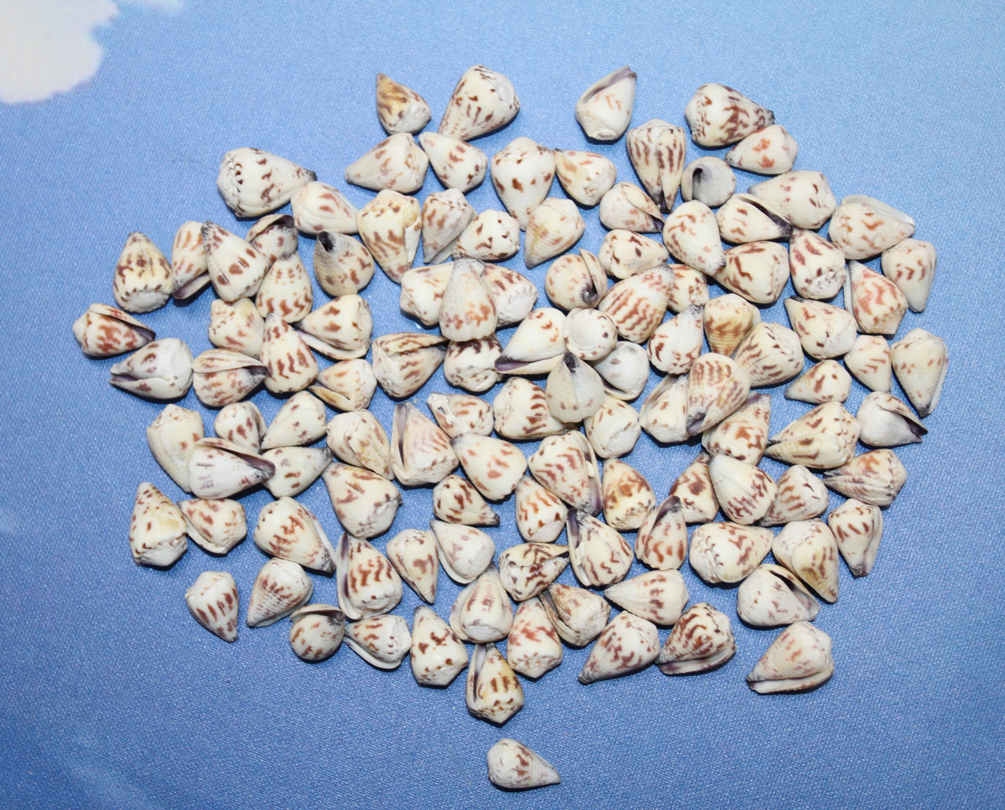 100- TINY CONUS SPONSALIS SEASHELLS,Cone Seashells,Sailors Valentines,Beach Decor,Custom Seashell Jewelry Supply,SS-05