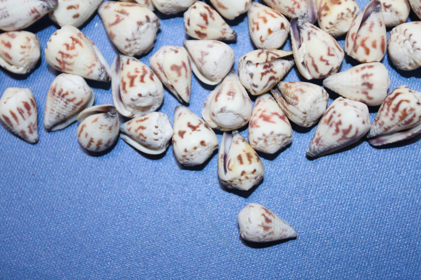 100- TINY CONUS SPONSALIS SEASHELLS,Cone Seashells,Sailors Valentines,Beach Decor,Custom Seashell Jewelry Supply,SS-05