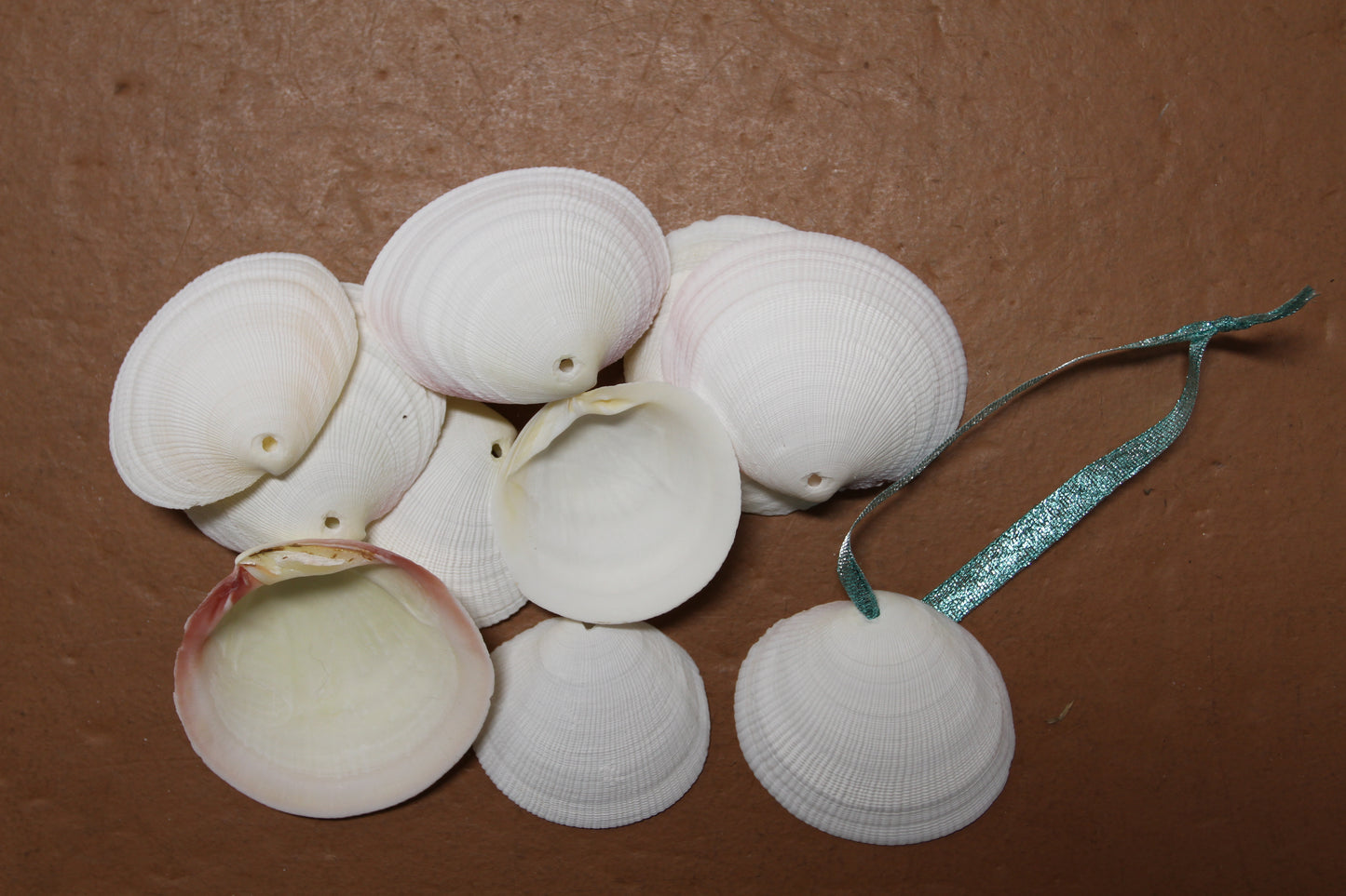 20-DRILLED CODAKIA SEASHELLS,Beach Decor,Decopauge Crafts,Hanging Ornaments