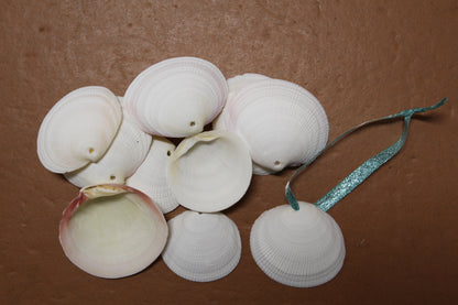 20-DRILLED CODAKIA SEASHELLS,Beach Decor,Decopauge Crafts,Hanging Ornaments