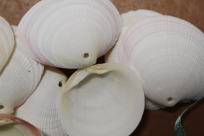 20-DRILLED CODAKIA SEASHELLS,Beach Decor,Decopauge Crafts,Hanging Ornaments