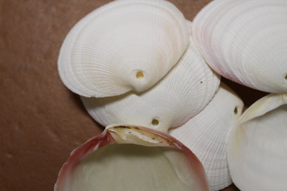20-DRILLED CODAKIA SEASHELLS,Beach Decor,Decopauge Crafts,Hanging Ornaments