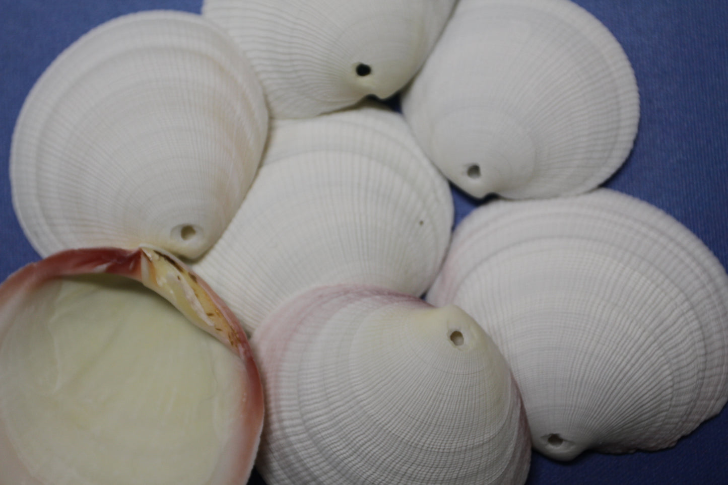 20-DRILLED CODAKIA SEASHELLS,Beach Decor,Decopauge Crafts,Hanging Ornaments