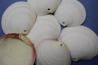 20-DRILLED CODAKIA SEASHELLS,Beach Decor,Decopauge Crafts,Hanging Ornaments