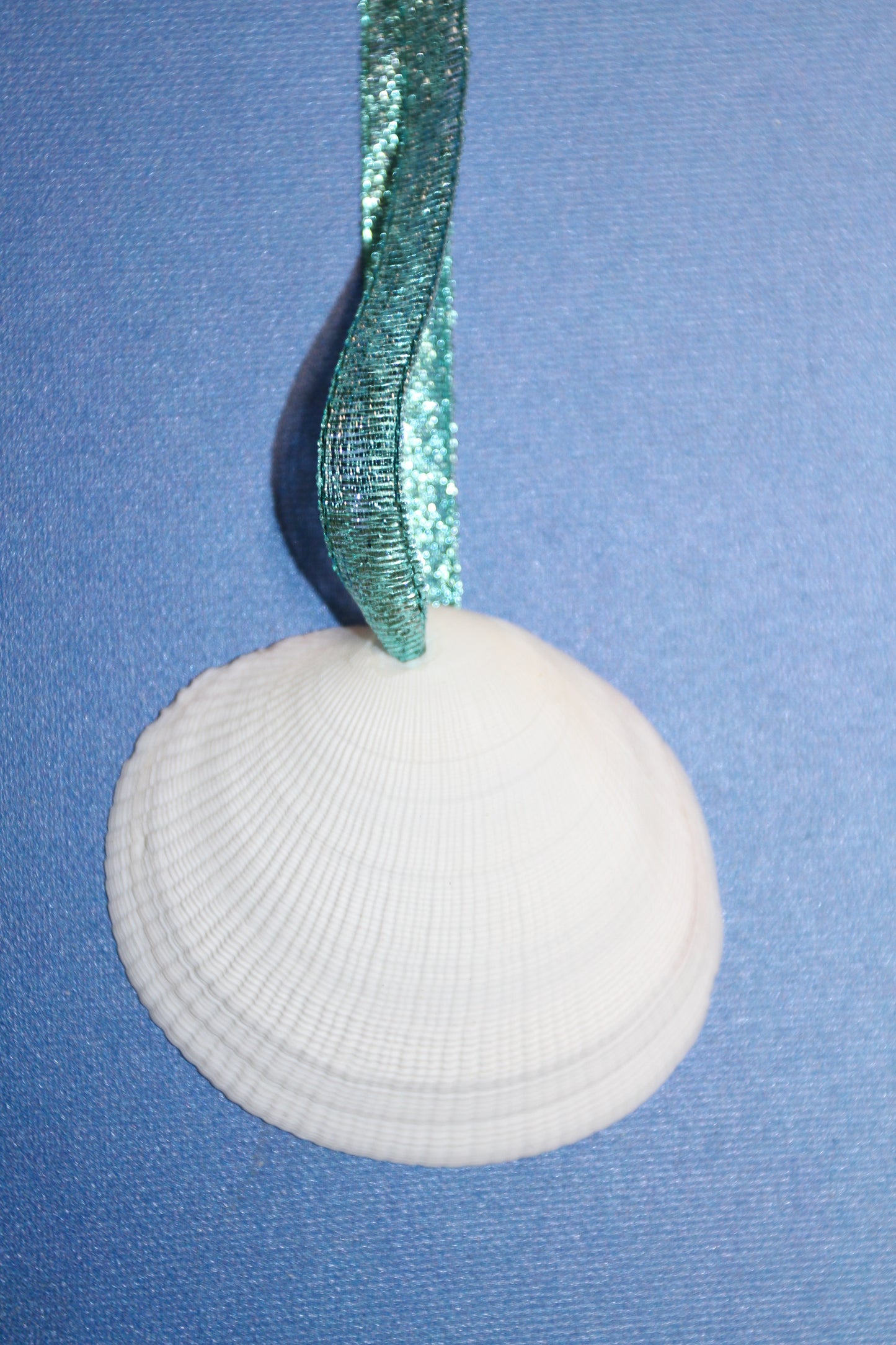 20-DRILLED CODAKIA SEASHELLS,Beach Decor,Decopauge Crafts,Hanging Ornaments