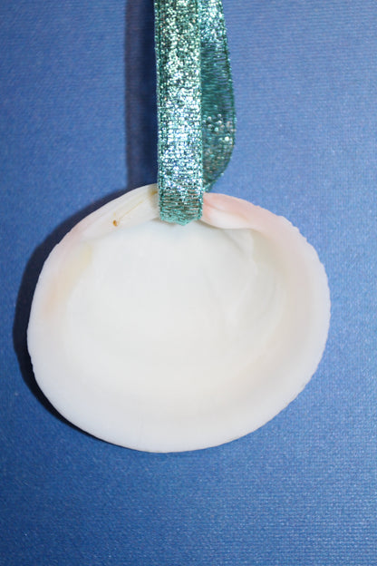 20-DRILLED CODAKIA SEASHELLS,Beach Decor,Decopauge Crafts,Hanging Ornaments