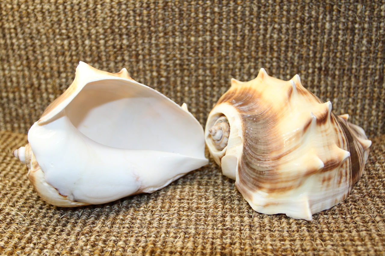 Melongina, A large seashell 4"-5" across. Great for displays, gifts, beach decor, bath decor and more! Ships Free!