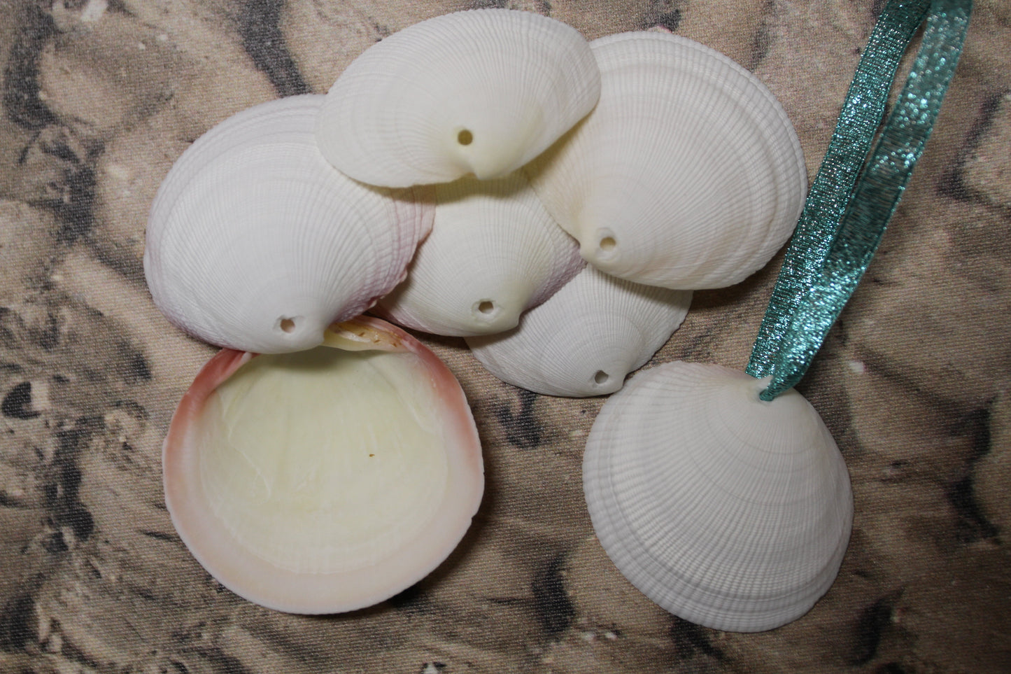 20-DRILLED CODAKIA SEASHELLS,Beach Decor,Decopauge Crafts,Hanging Ornaments