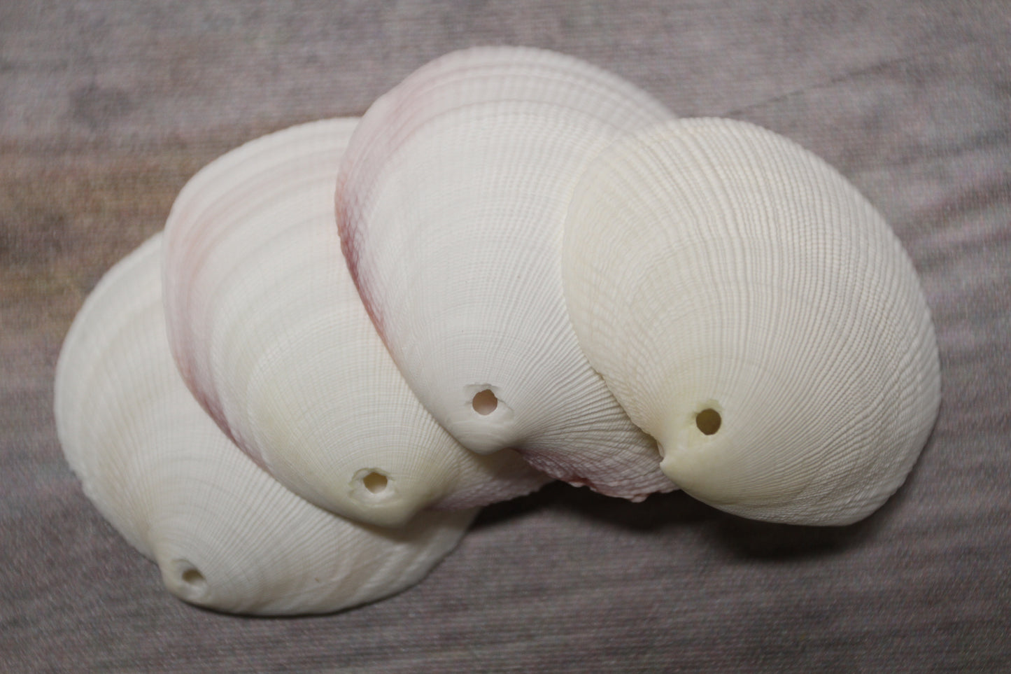 20-DRILLED CODAKIA SEASHELLS,Beach Decor,Decopauge Crafts,Hanging Ornaments