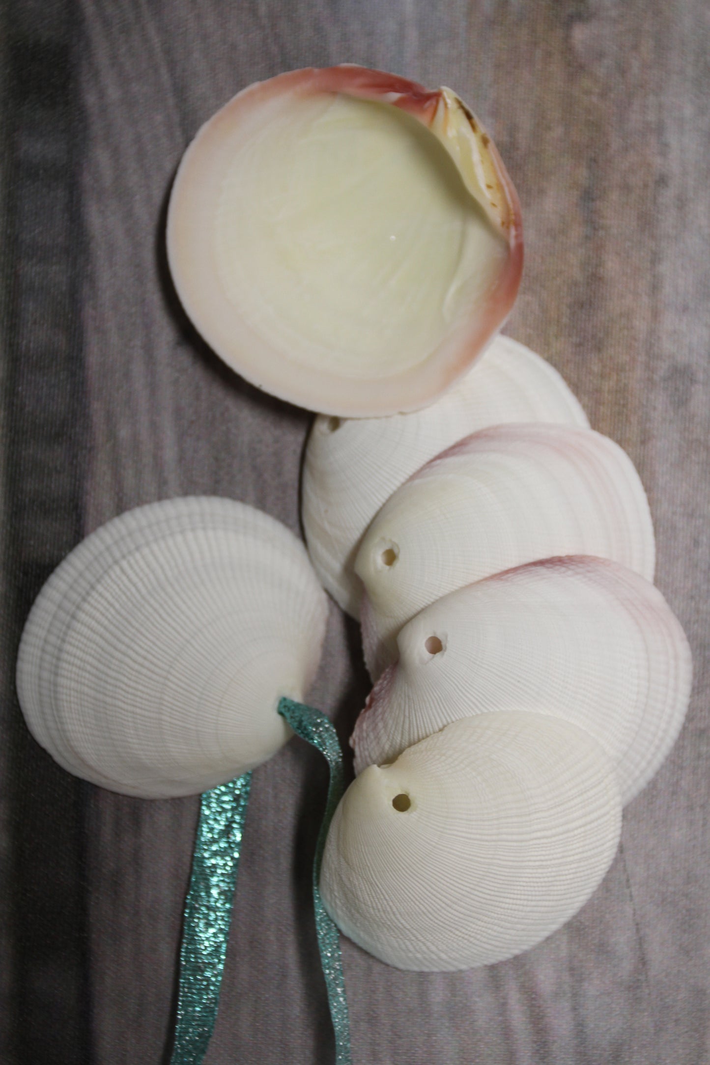 20-DRILLED CODAKIA SEASHELLS,Beach Decor,Decopauge Crafts,Hanging Ornaments