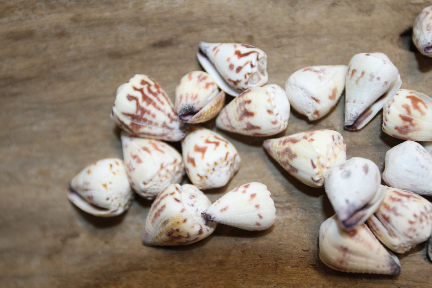 100- TINY CONUS SPONSALIS SEASHELLS,Cone Seashells,Sailors Valentines,Beach Decor,Custom Seashell Jewelry Supply,SS-05