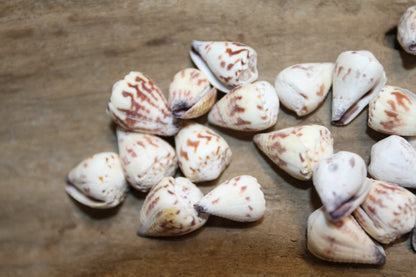 100- TINY CONUS SPONSALIS SEASHELLS,Cone Seashells,Sailors Valentines,Beach Decor,Custom Seashell Jewelry Supply,SS-05