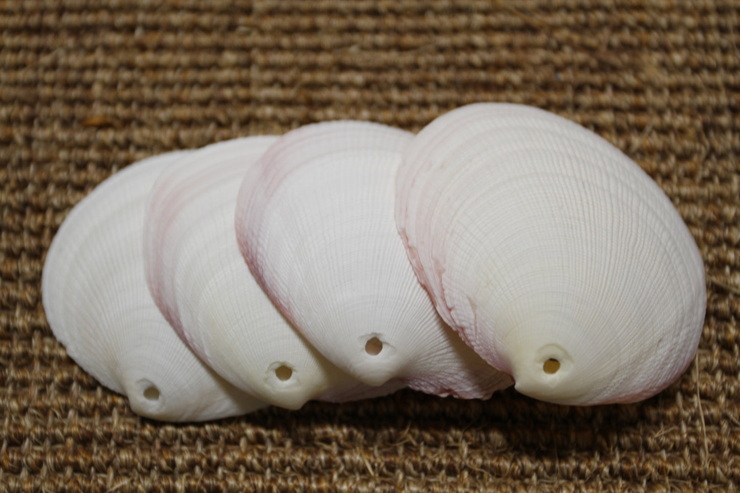 20-DRILLED CODAKIA SEASHELLS,Beach Decor,Decopauge Crafts,Hanging Ornaments