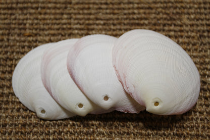 20-DRILLED CODAKIA SEASHELLS,Beach Decor,Decopauge Crafts,Hanging Ornaments